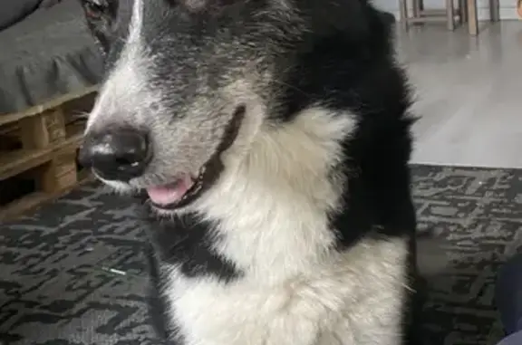 Chien perdu Villeurbanne, photo : Chien Looky perdu à Lyon 06/24