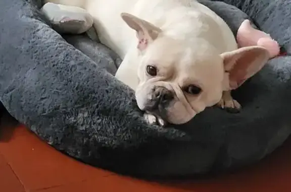 Animaux perdus La Haye-Malherbe, photo: Chien Bouldogue crème perdu - La Haye
