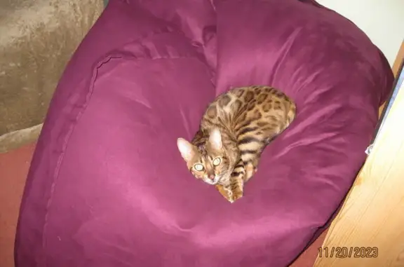 Lost Bengal Cat - Surgery Marks, Call 07815306469!