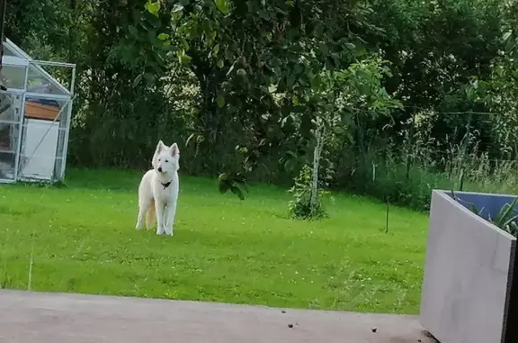 Alerte: Ukyo, berger blanc perdu - photo