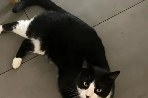 Animaux perdus Carrières-sur-Seine, photo: Chat noir/blanc disparu à Carrières