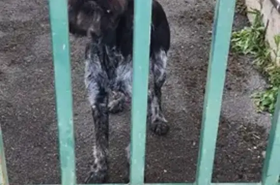 Chien griffon trouvé à Ste-Solange - photo