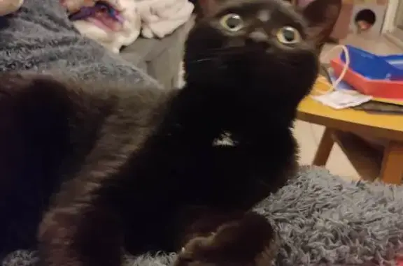 Chat noir trouvé à Châteauroux - photo