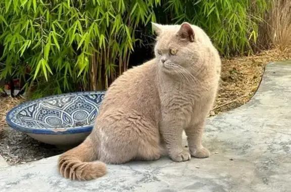 Animaux perdus Le Vésinet, photo: Chat British perdu à Chatou
