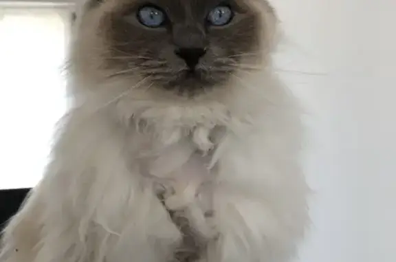 Jazy, Ragdoll rasé, disparu - photo
