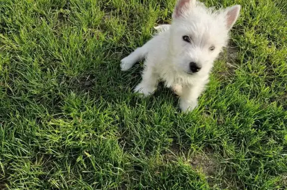 Chien perdu Argenteuil, photo : Chiot Westie Perdu à Argenteuil