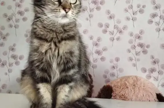 Chatte tatouée retrouvée à Trélissac - photo