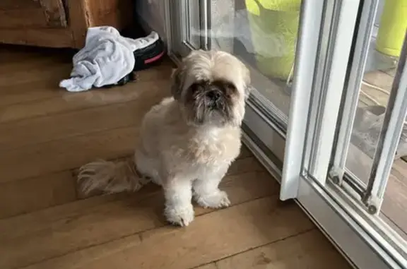 Chien perdu Saint-Chamond, photo : Alerte: Shih Tzu senior perdu