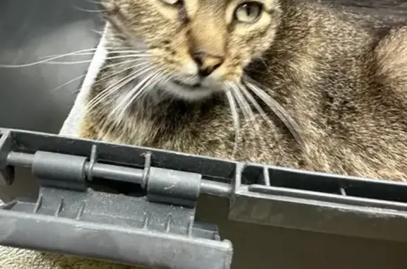 Chat perdu retrouvé au Muy - photo