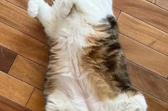 Animaux perdus Le Petit-Quevilly, photo: Chat peureux disparu à Petit-Quevilly