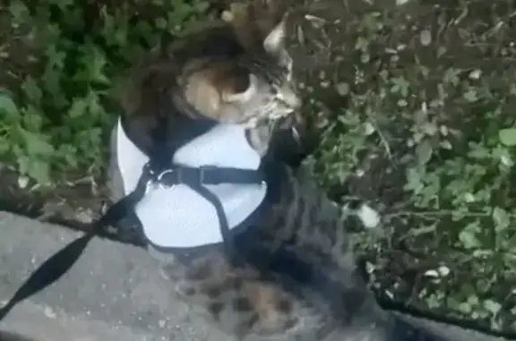Animaux perdus Allonzier-la-Caille, photo: Chat tigré craintif perdu à Allonzier