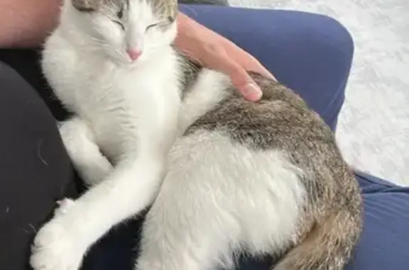 Animaux perdus Thyez, photo: Chat blanc/tigré perdu à Thyez