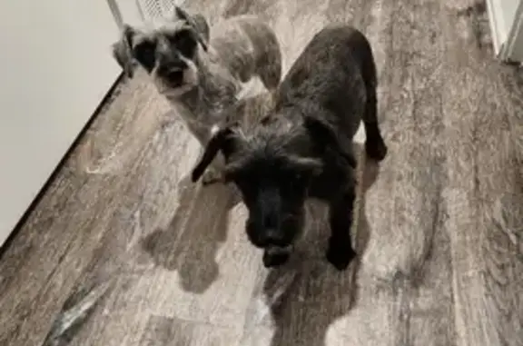 Found: 2 Lost Schnauzers on Cortez St, Denver