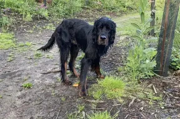 Chien Setter trouvé à Argentré - photo