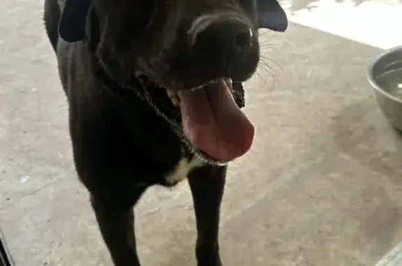 Lost Black Lab in Presidio, Boerne - Help Needed!