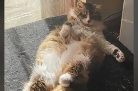 Animaux perdus Montpellier, photo: Chatte senior perdue à Montpellier