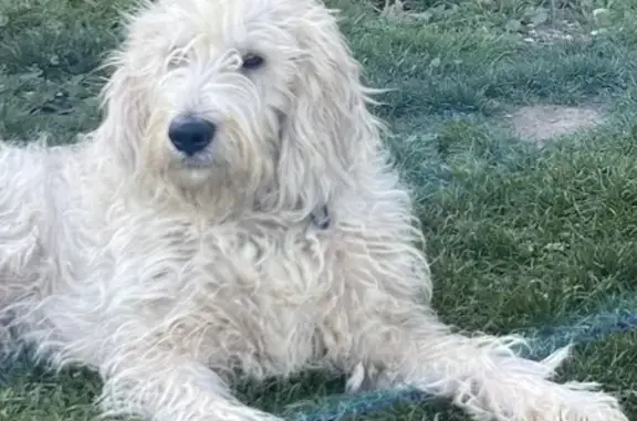 Chien perdu , photo : Griffon blanc crème perdu #391