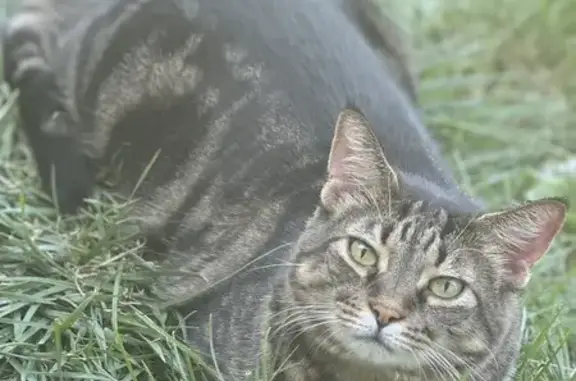 Missing cat , photo: Lost Cat: Black & Gray, Orange Belly - Help!