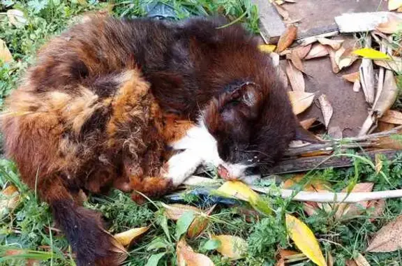 Chat malade trouvé à Saint-Jean - photo