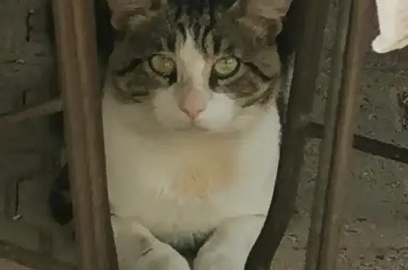 Chat craintif trouvé à Saint-Alexandre - photo