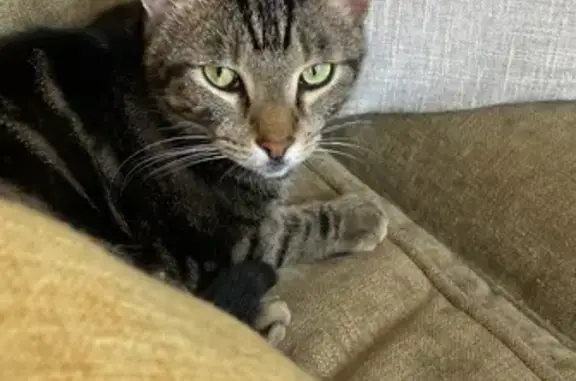 Lost Tabby Cat: Grey/Black/Cream - Miami