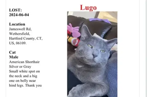 Lost Gray Cat Lugo in Wethersfield, CT - Help!