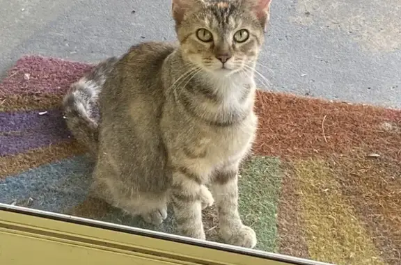 Found: Sweet Young Tabby - Beech Grove!