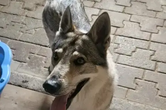 Chien loup sociable trouvé à Claix - photo