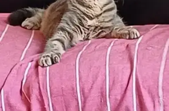 Chatte tigrée disparue à Vitré - photo