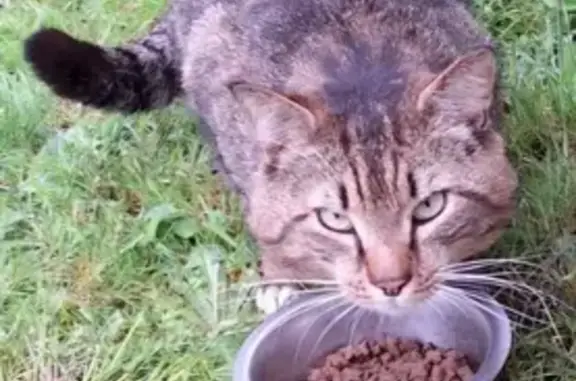 Chat tigré affamé trouvé à Ploemeur - photo
