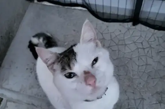 Chat câlin trouvé à Augignac - photo