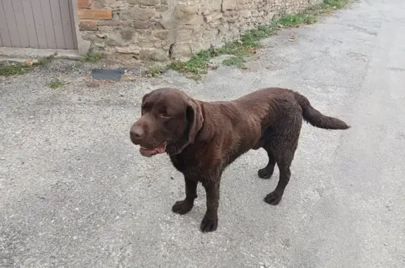 Labrador perdu à Villepinte - photo