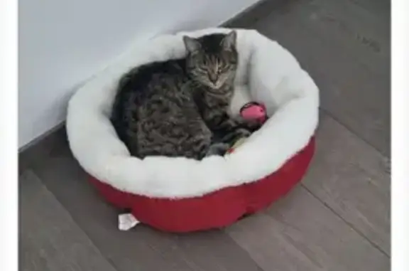 Chatte Ruby disparue à Sillingy - photo