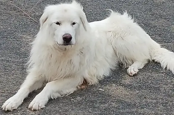 Lost White Great Pyrenees - Cordes Rd, Eltopia