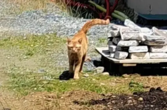 Chat roux perdu trouvé à Chalonnes - photo