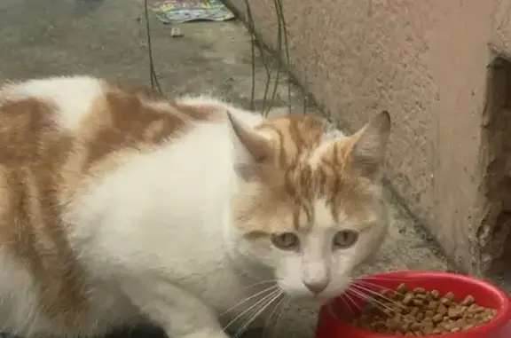 Chat blanc tacheté trouvé à Villeurbanne - photo
