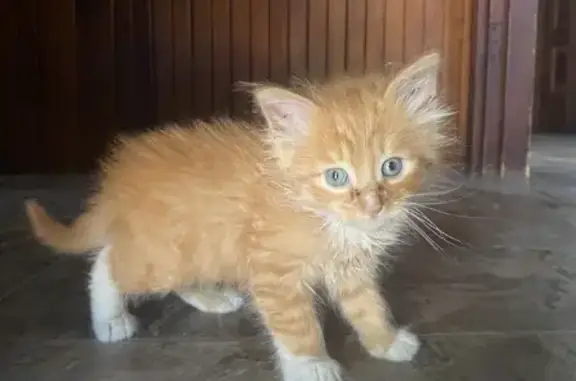 Lost! 8-Week Fluffy Orange Kitten - Help!