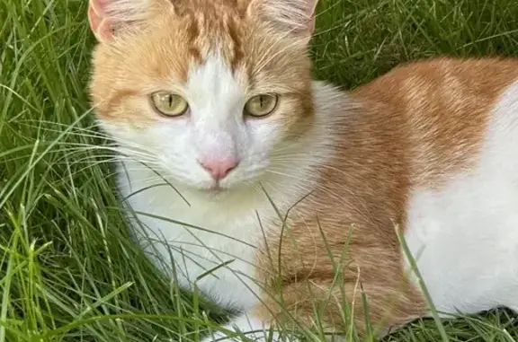 Chat roux perdu au Mans - photo