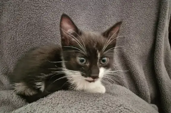 Chat trouvé , photo: Chaton trouvé à Condé-sur-Marne