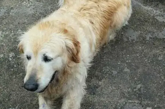 Golden Retriever Mâle Perdu - photo