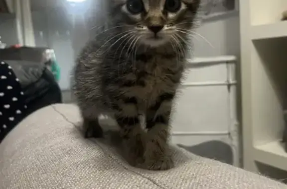 Chaton trouvé à Grabels - photo
