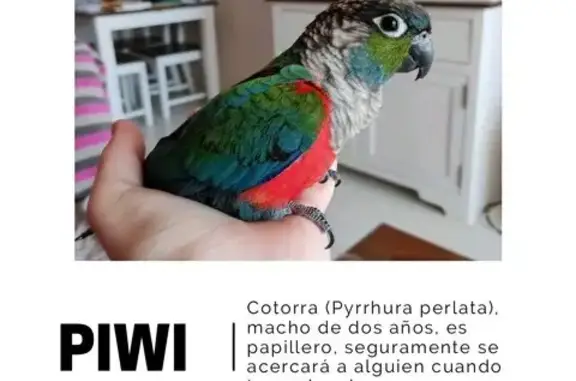 ¡Ayuda! Piwi, Pyrrhura Perlata Hablador, Perdido