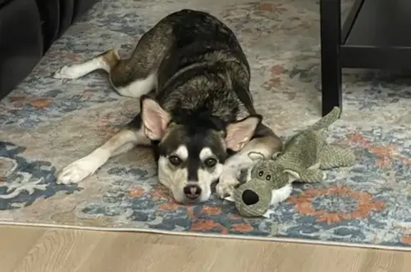 Lost Husky Mix in Atwater - Help Find Her!