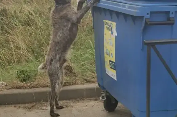 Chien Griffon affamé trouvé à Saint-Jory - photo