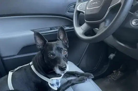 Lost Dog Alert: Small Black & White Male near 816 Molina Dr