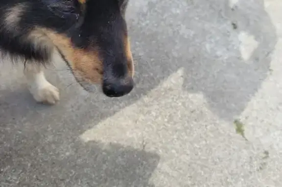 Chien trouvé près d'Entrammes - photo