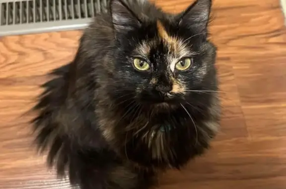 Lost Cat Alert: Black Tortie Longhair - Stanchfield