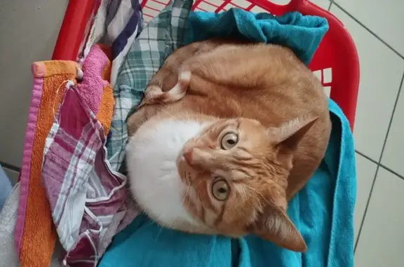 Animaux perdus Genech, photo: Chat roux disparu à Genech