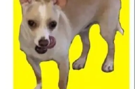 Lost Chihuahua Chino in Alger, WA - Help!