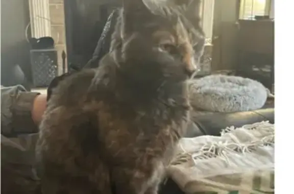 Lost Cat Mysti - Help Find Her in Spotsylvania!